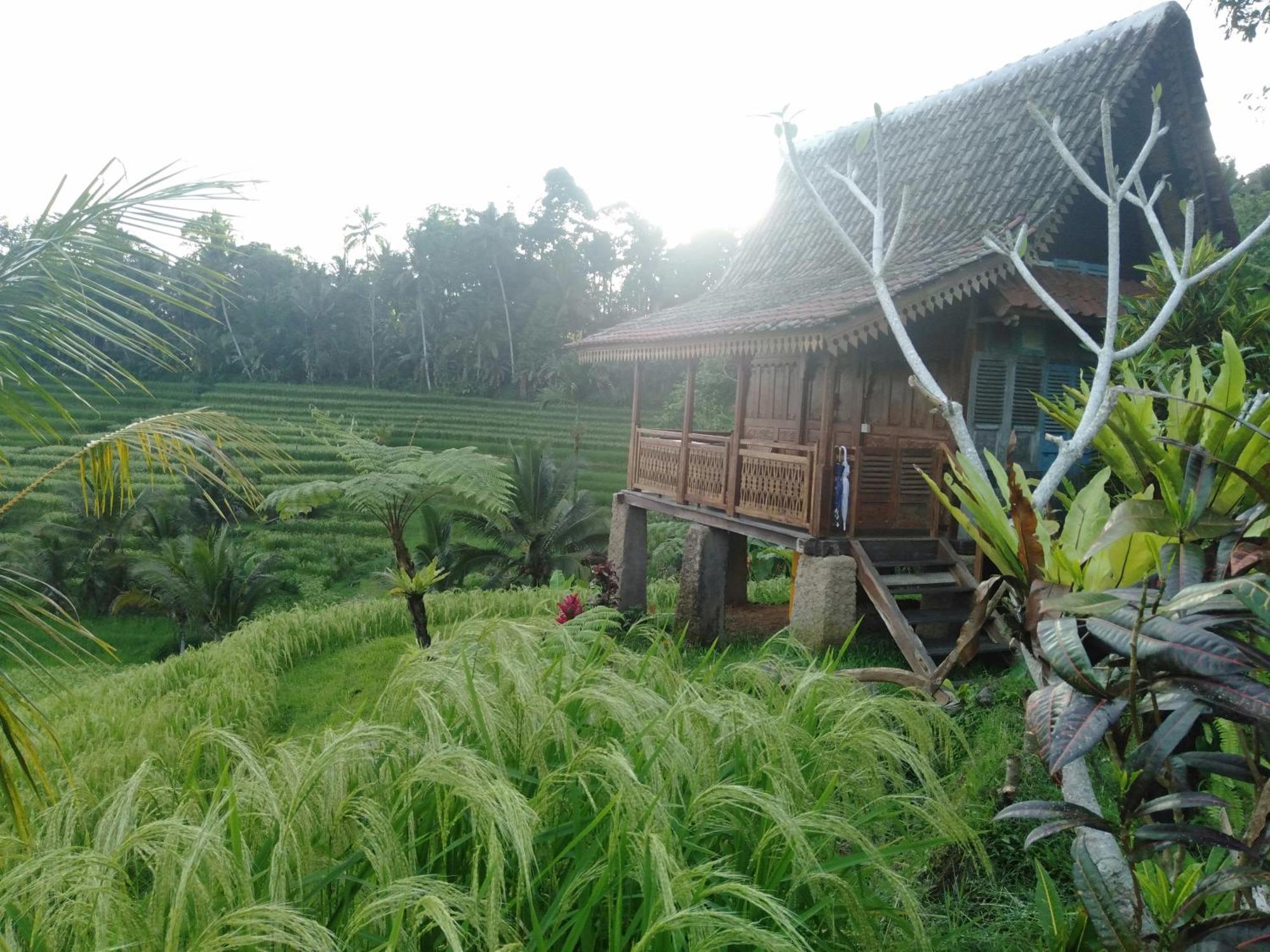 D'Ume Bendoel Homestay Jatiluwih Bagian luar foto