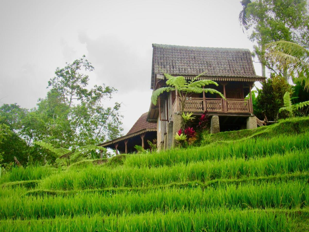 D'Ume Bendoel Homestay Jatiluwih Bagian luar foto