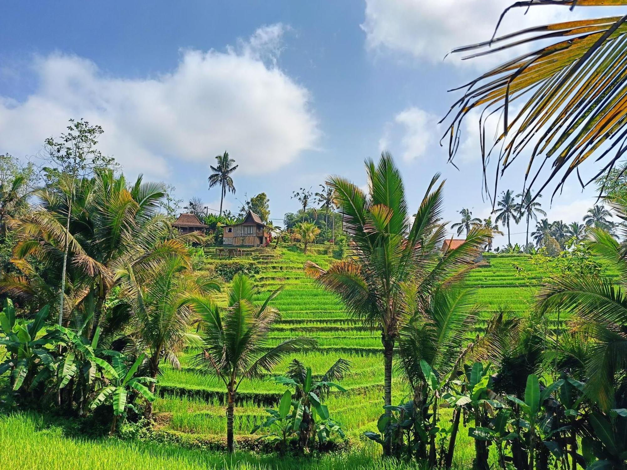 D'Ume Bendoel Homestay Jatiluwih Bagian luar foto