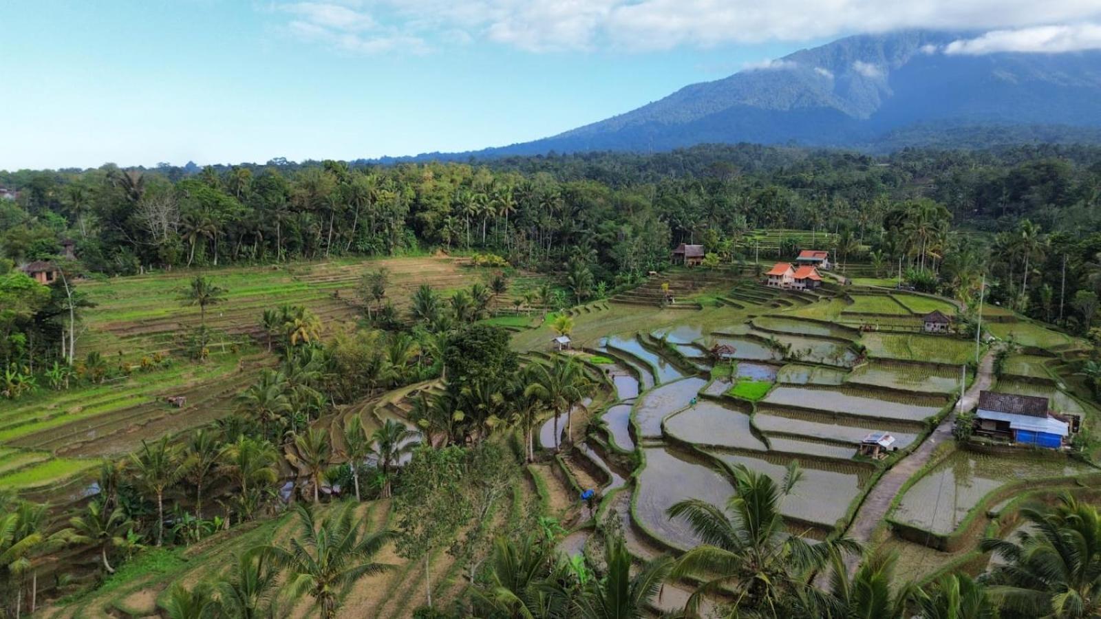 D'Ume Bendoel Homestay Jatiluwih Bagian luar foto