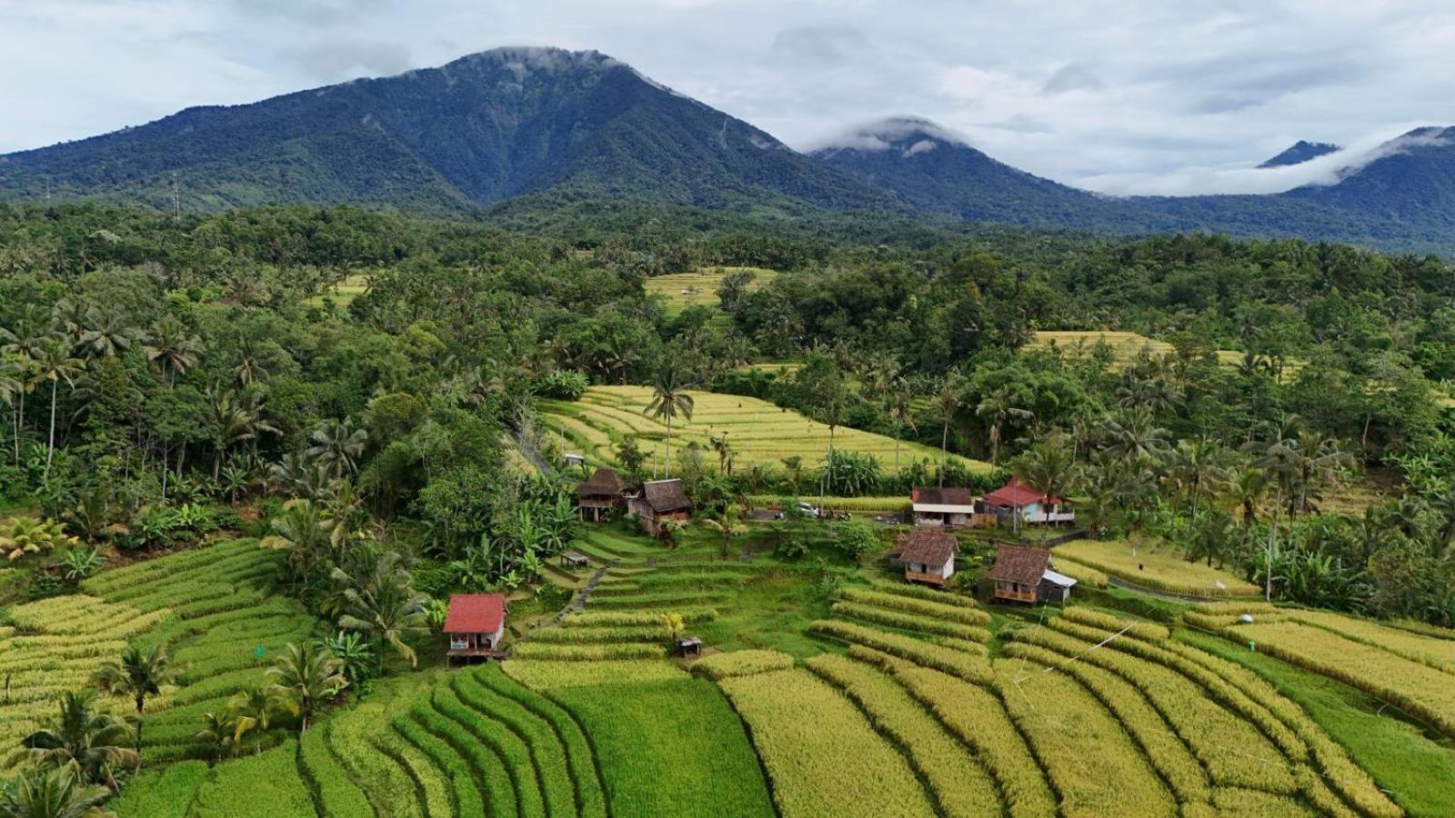 D'Ume Bendoel Homestay Jatiluwih Bagian luar foto