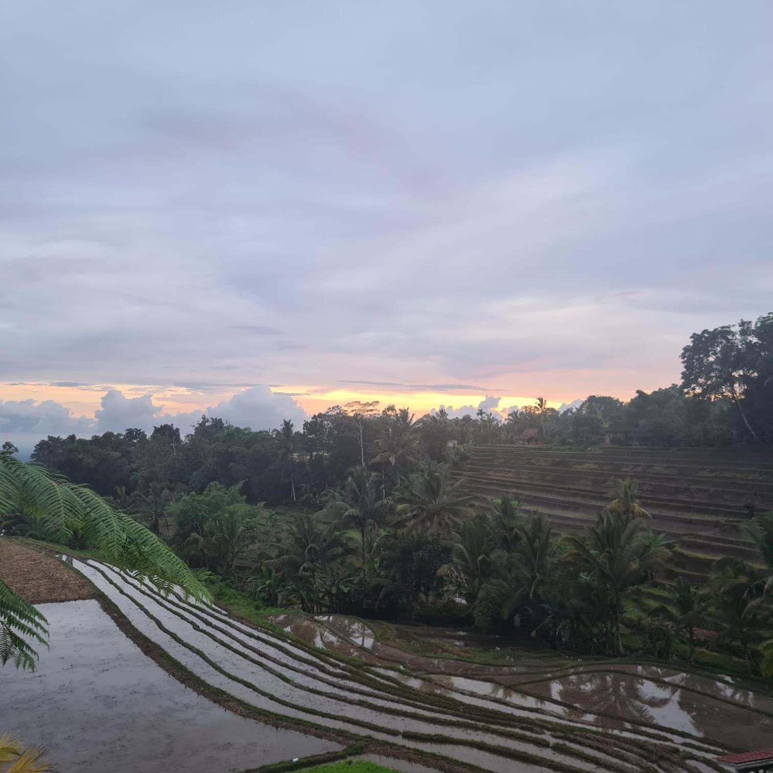 D'Ume Bendoel Homestay Jatiluwih Bagian luar foto